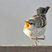 Northern Mockingbird
